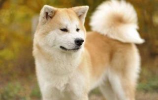 秋田犬性格特点 秋田犬性格好吗 信息阅读欣赏 信息村 K0w0m Com