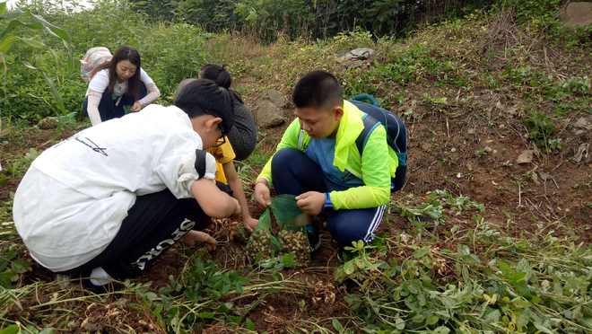 亩产2000斤的花生品种有哪些 农专家 没有 科学种植约800斤