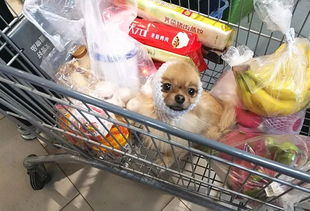图说 为让宠物进超市,顾客竟出如此奇葩对策 