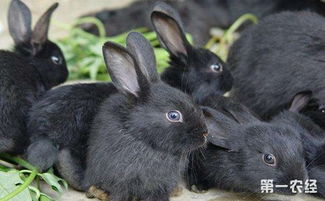 福建省泉州市特产地方兔种 德化黑兔