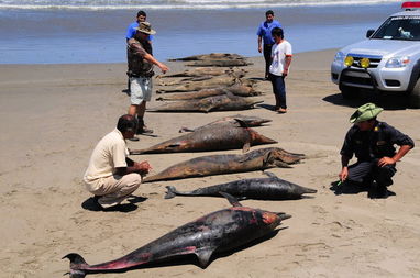 海豚每年导致多少人死亡(海豚每年救多少人)