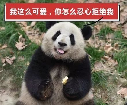 我能舔熊猫吗 这些关于大熊猫的假科普,外国网友彻底懵了 