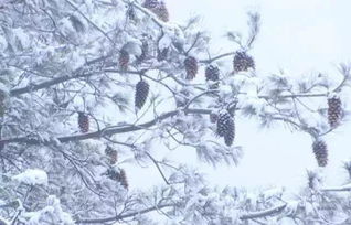 不用羡慕北方 重庆这处 冰天雪地 ,宛如童话世界 