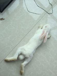 兔兔后腿伸直趴着