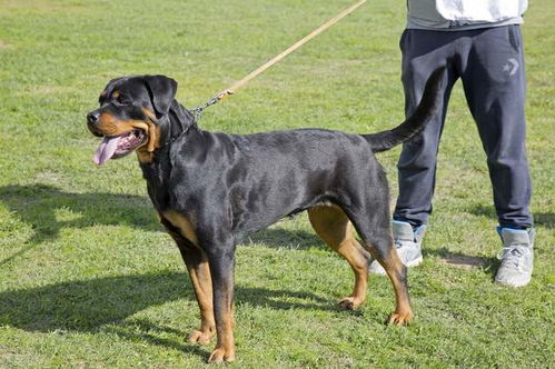 罗威纳犬少人饲养,是因为 杀伤力 太大