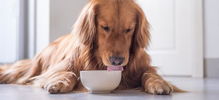 狗狗吃蒜能驱虫,可专家说大量吃会导致贫血,你还敢给狗吃吗
