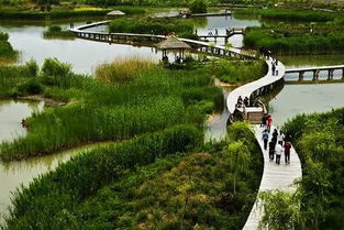 洋湖湿地公园,介绍洋湖湿地公园