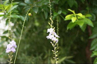 高人 请问 这植物 叫什么名字