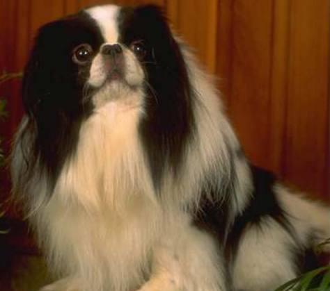 它是一种袖珍型的长毛玩赏犬,曾是皇室的宠物,日本跳狗
