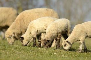 山区养羊经验 防治羊小反刍兽疫.羊小反刍兽疫用药