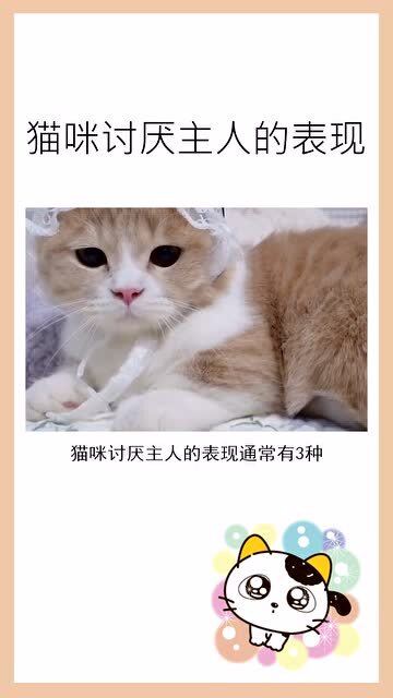 猫咪讨厌主人的表现,你知道哪几种 