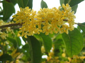 桂花树的特点,桂花树的特点二年级