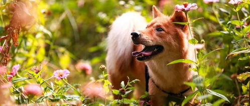 文明养犬 江阴整治行动已捕捉清理流浪犬1800余只