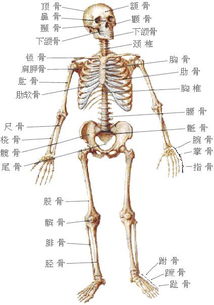 人体器官图 股骨在哪个位置 
