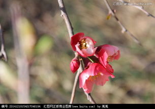 单枝桃花