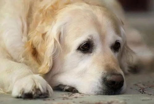 兽医提醒 狗狗生病的9个征兆,建议铲屎官收藏,以备不时之需