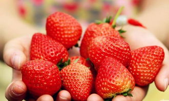 草莓的由来和历史介绍