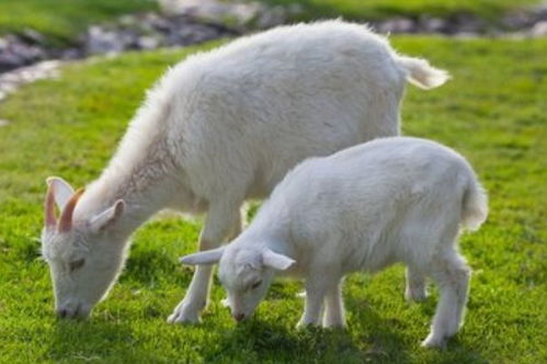 生肖羊 出生时间不同命运就不同,以下4个月份出生的,命里带金