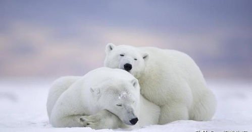北极熊为什么不吃企鹅 舍不得吃了它们吗