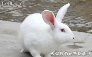 垂耳兔和家兔有什么区别