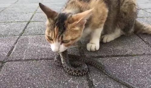 知路BABA动物百科 猫为什么不怕蛇