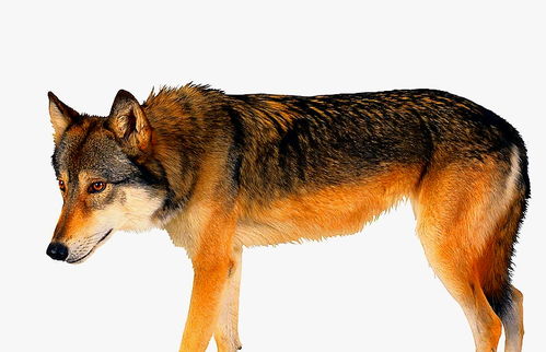 狗是如何起源的 最早的狗是什么样子