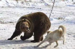 被铁索锁住的棕熊摆下擂台,挑战各种猎熊犬
