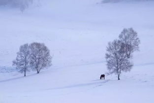 荐读 瑞雪兆丰年,纷纷暖人间