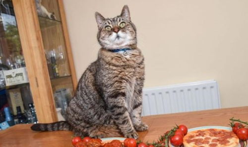 不吃猫粮偏爱番茄意面,挑食小猫越吃越瘦,医生一句话解惑