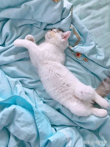 猫睡觉的时候手脚时不时抽搐是在做梦吗 