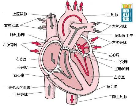 通俗易懂 心脏有4套主要 系统 电路 水路 门窗和墙壁