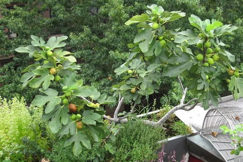 7种用花盆养的水果种到阳台之后,全年都不用花钱买果子