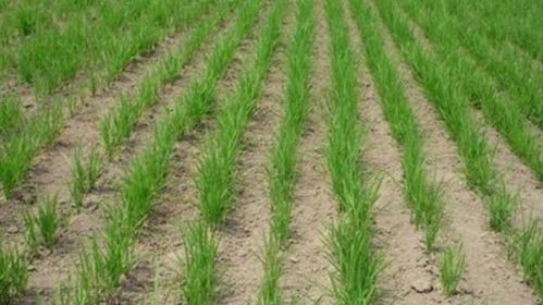 种植水稻的五个步骤,旱稻种植技术