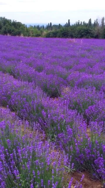 紫色薰衣草的真正花语 薰衣草暗示啥意思