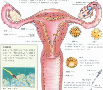 女人下半身器官结构图 