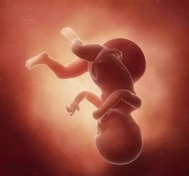 怀孕41周3d胎儿图 信息阅读欣赏 信息村 K0w0m Com