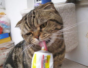 养宠经验 猫吃了营养膏拉屎很软,猫吃两天营养膏大便软了