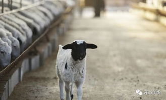 规模化羊场的管理方法,懂得管理养羊才能赚钱
