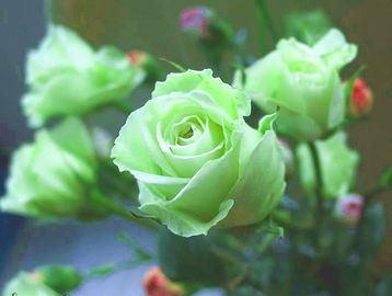 绿玫瑰花语是什么,娇艳欲滴的玫瑰花