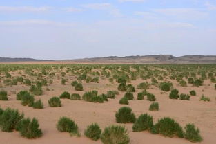 梭梭树有什么经济价值,梭梭树：沙漠中的绿色宝藏，不可忽视的经济价值
