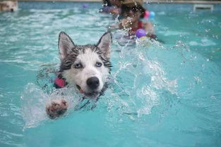 狗狗游泳有溺水风险,铲屎官需注意三点,帮助爱犬享受游水乐趣