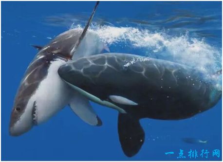世界上最凶猛的海洋动物,虎鲸能够猎杀大白鲨
