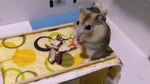小仓鼠是杂食性的动物,很好喂养,但是仓鼠寿命很短