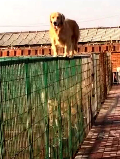 狗舍的一只金毛越狱,还在围栏上耍起杂技,其他狗瞬间全乱套了