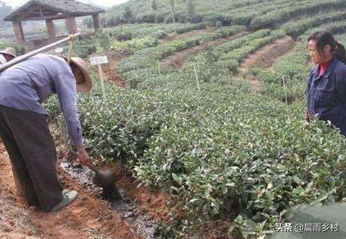 不是推荐绿色食品吗 为啥农民用粪水浇菜专家建议别吃,看完懂了