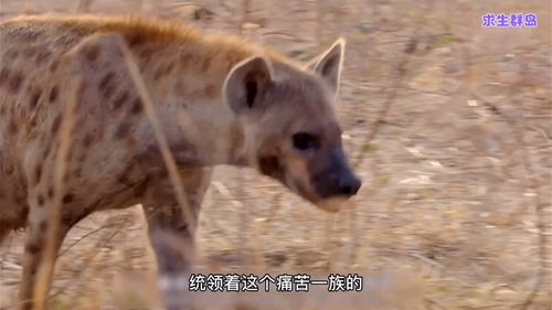 野狗与鬣狗激烈的争锋 双方都是掏肛选手,究竟谁更能驰骋草原呢 