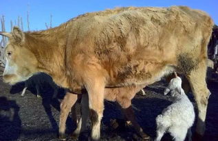 奇 赤峰克旗一只羊宝宝找了位牛妈妈 