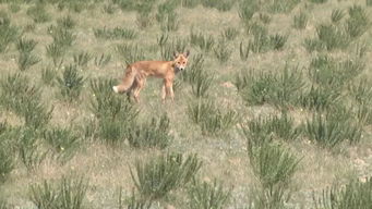 国家三有保护动物 赤狐惊现街头,通辽森林公安将其放归自燃