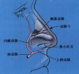 漫谈臭鼻症