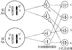 人的体细胞中有多少个细胞核？1个细胞核中有23对染色体吗？还有生殖细胞有几个细胞核多少染色体呢？